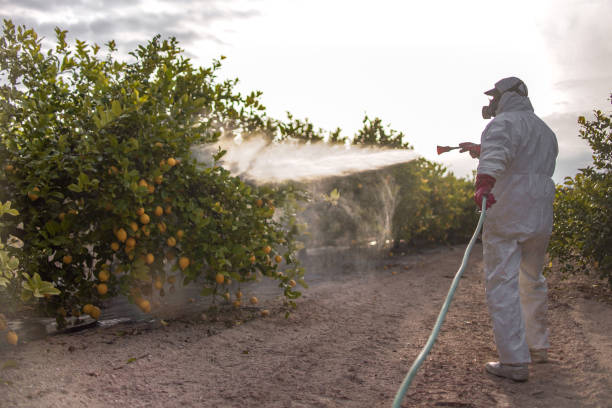 Best Bed Bug Extermination  in Anton, TX