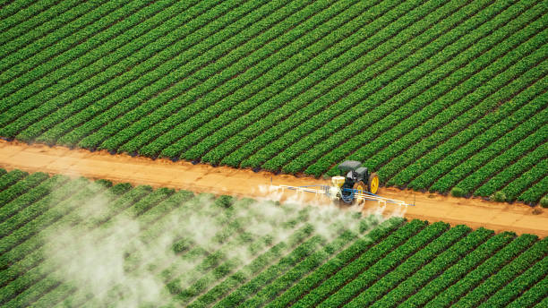 Wasp Removal Services in Anton, TX