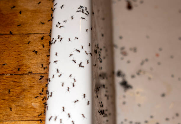 Best Rat Extermination Near Me  in Anton, TX